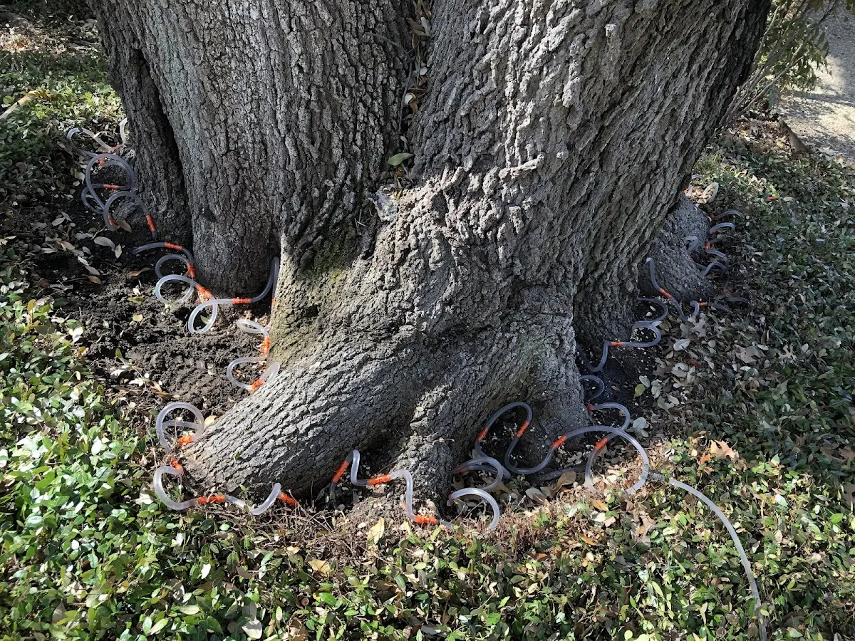Detailed Tree Cabling and Bracing job site in Lonedell