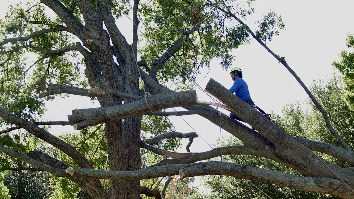 Professional Hazardous Tree Removal performed by certified arborists in Lonedell